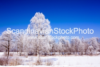 Image of Trees covered with snow