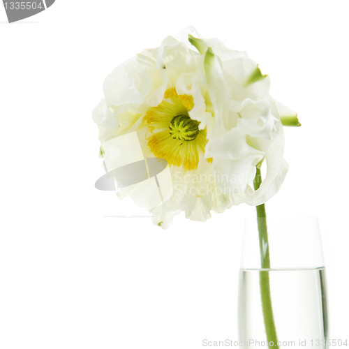 Image of white flower in a vase
