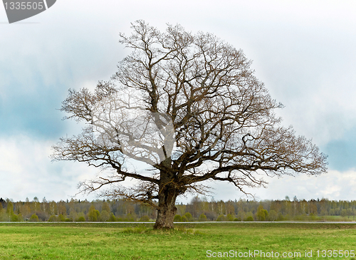 Image of old lonely tree