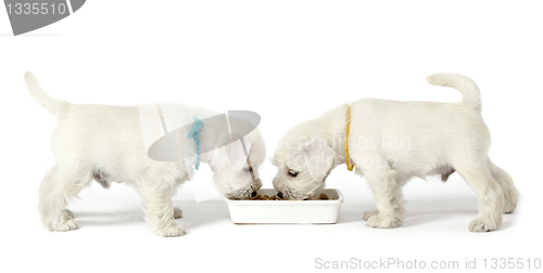 Image of two white puppies