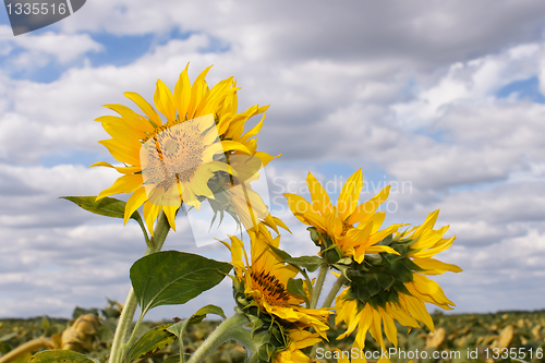 Image of Sunflowers in the field