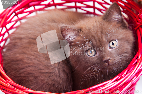 Image of chestnut British kitten in red basket