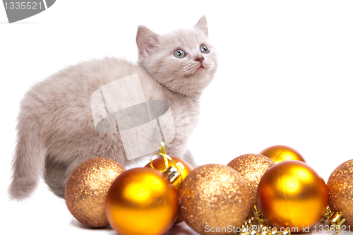 Image of British kitten  playing with New Year decoration