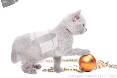 Image of British kitten  playing with New Year decoration