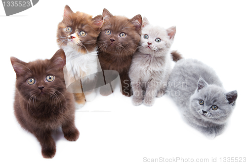 Image of Five cute brititsh kittens