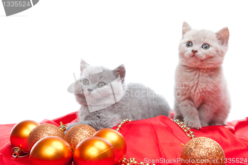 Image of two British kittens playing with New Year decoration