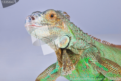 Image of Portrait of iguana on blue
