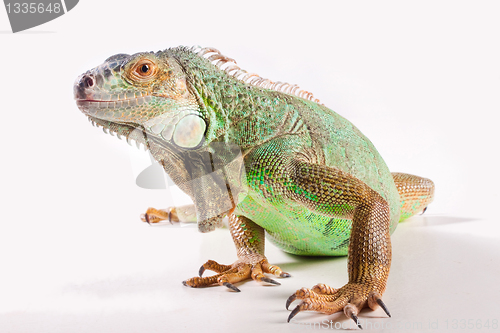 Image of Iguana on white