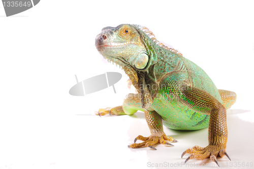Image of Iguana on white