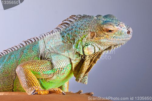 Image of Portrait of iguana on blue