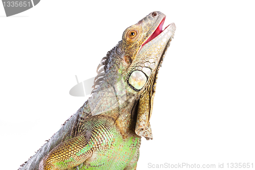 Image of Smiling iguana on white