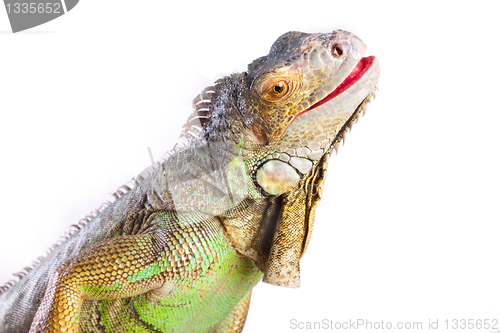 Image of Smiling iguana on white