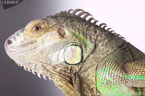 Image of iguana on grey