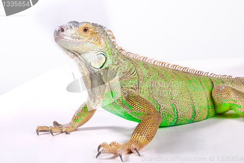 Image of Iguana on white