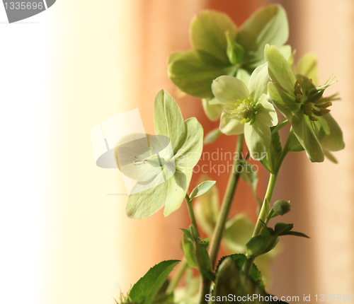 Image of Hydrangea- Helleborus