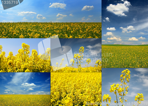 Image of rape field, collage