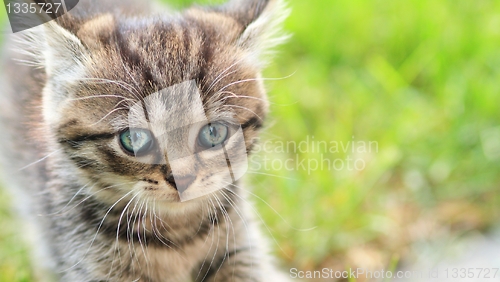 Image of young cat