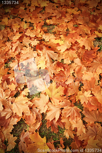 Image of Colorful background of autumn leaves