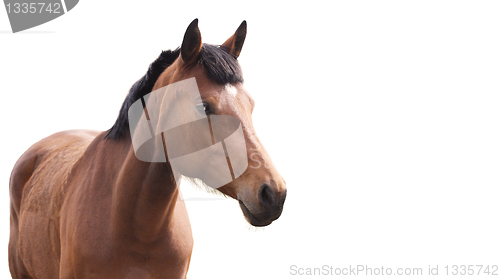 Image of Horse