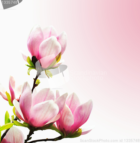 Image of Spring Blossoms of a Magnolia tree 