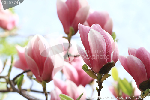 Image of Magnolia tree