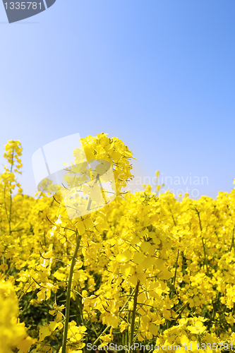 Image of rape field