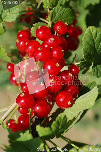 Image of red currant