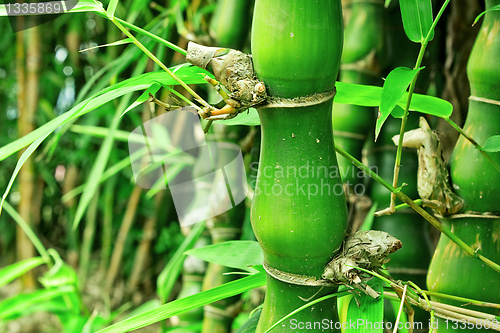 Image of bamboo