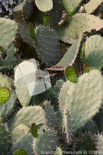 Image of cactus