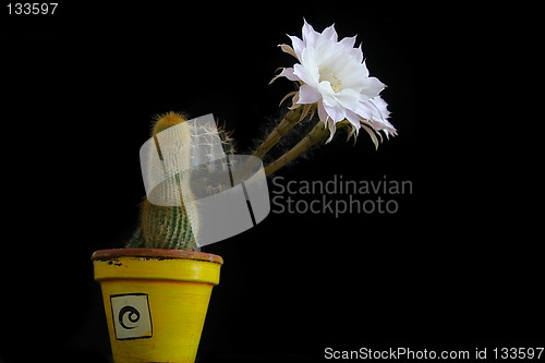 Image of blossoming cactus
