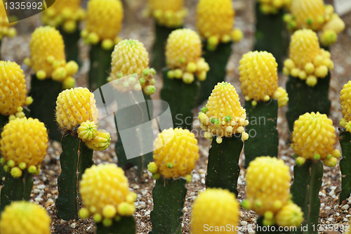 Image of cactus