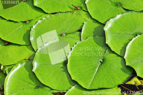 Image of lotus leaf