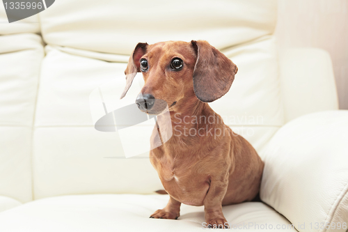 Image of dachshund