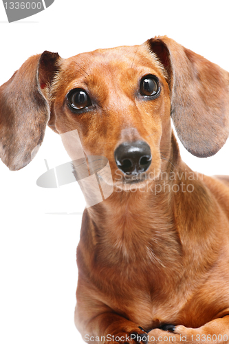 Image of dachshund