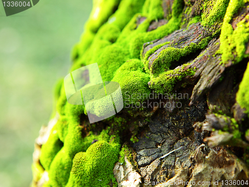 Image of moss
