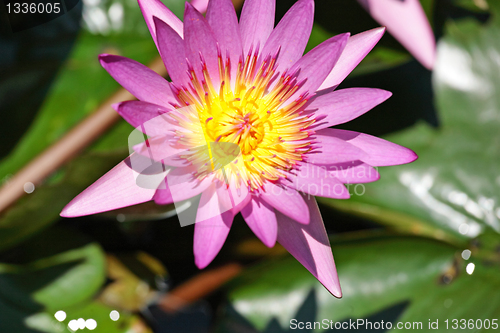 Image of waterlily