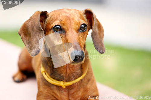 Image of dachshund dog