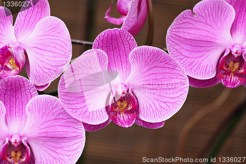 Image of purple orchid
