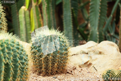 Image of Cactus in Desert