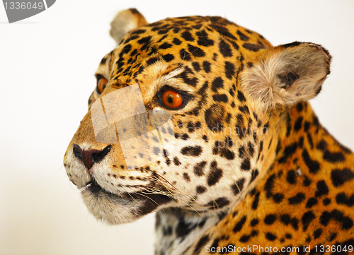 Image of specimen jaguar