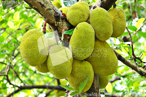 Image of Jackfruit