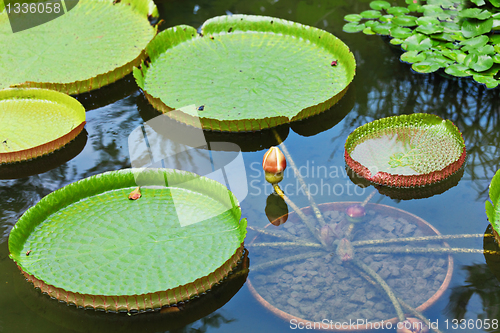 Image of lotus leaf