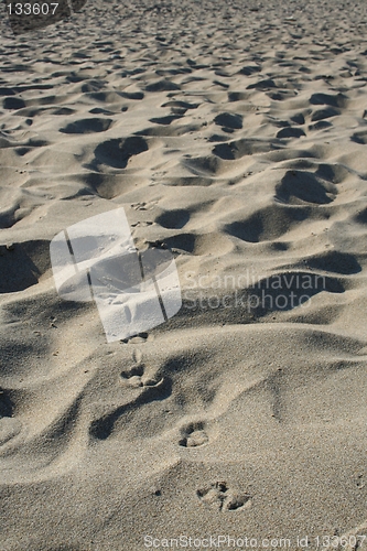 Image of Pigeon tracks in sand