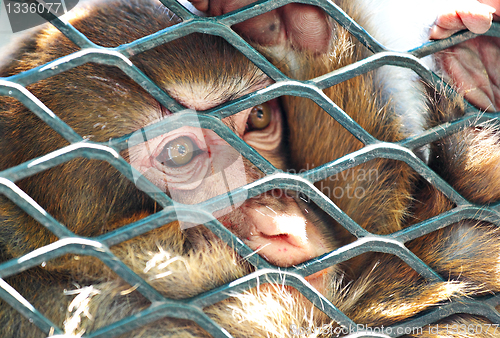 Image of sad monkey in cage