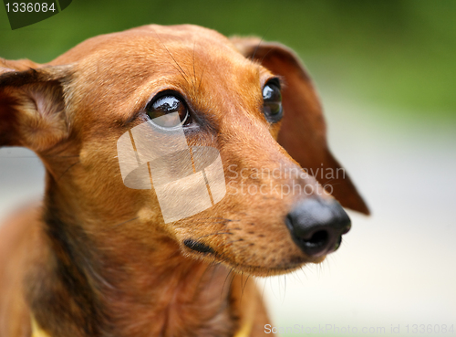 Image of dachshund