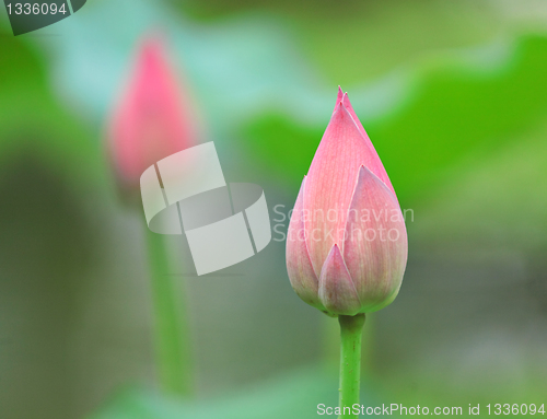 Image of lotus bud