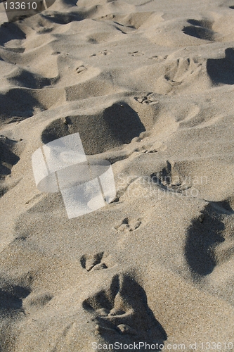 Image of Seagull tracks in sand