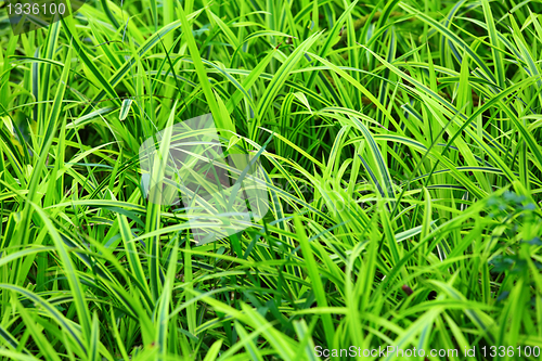 Image of grass