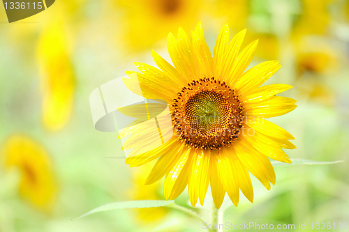 Image of Sunflower
