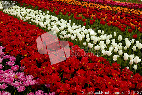 Image of Spring field with tulips